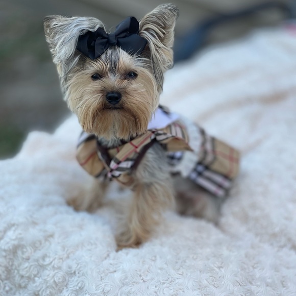 Meet your Posher, Demetrice - Picture 2 of 4